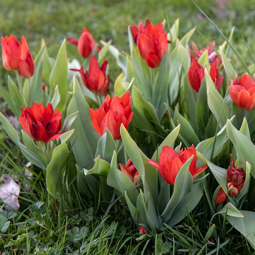 Villtulipan 'van Tubergen's varietet' 10 stk.