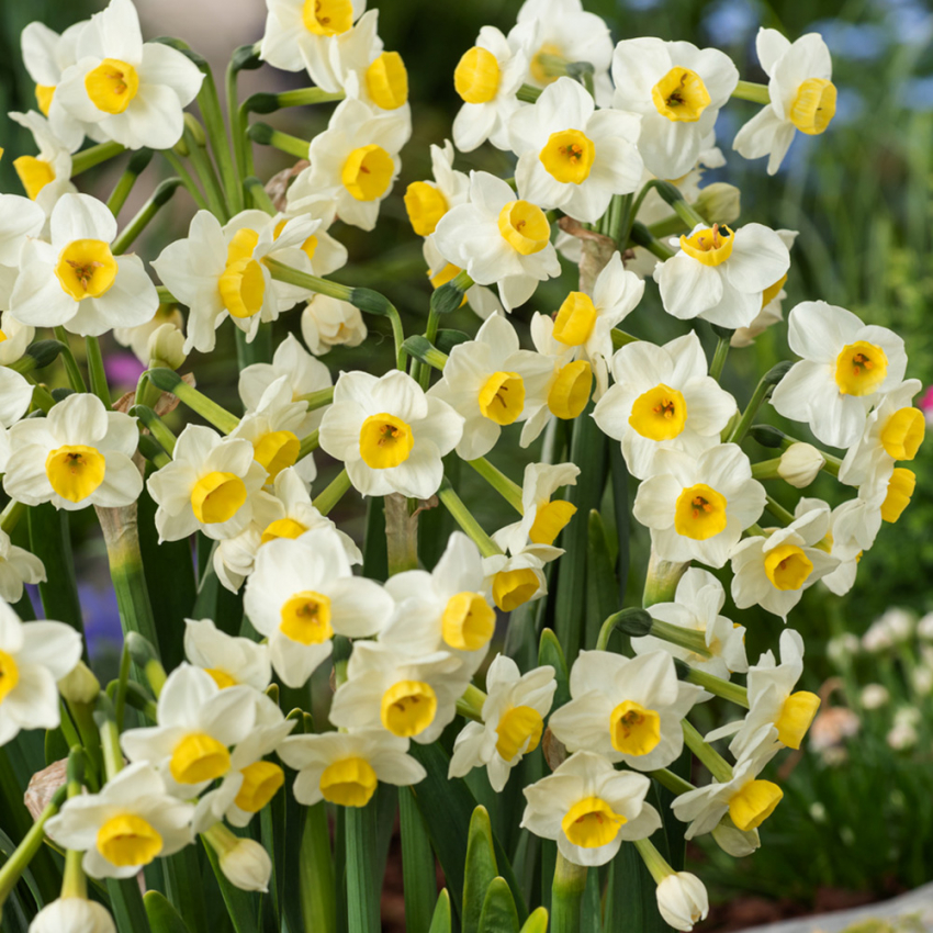 Påskelilje 'Avalanche' 5 stk, Riktblomstrende påskelilje med velduftende, kremhvite blomster med små, solgule trompeter.