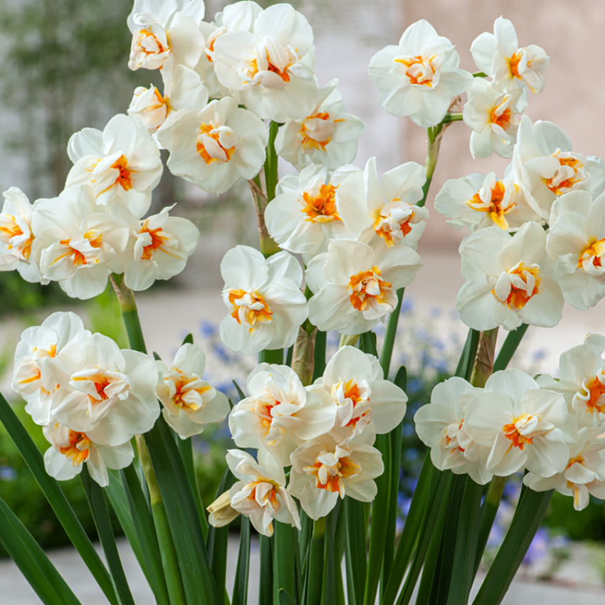 Påskelilje 'Sir Winston Churchill' 5 stk,  Svært fin både i blomsterbed og i potter på terrasse og balkong, og er også fin å la forville seg.