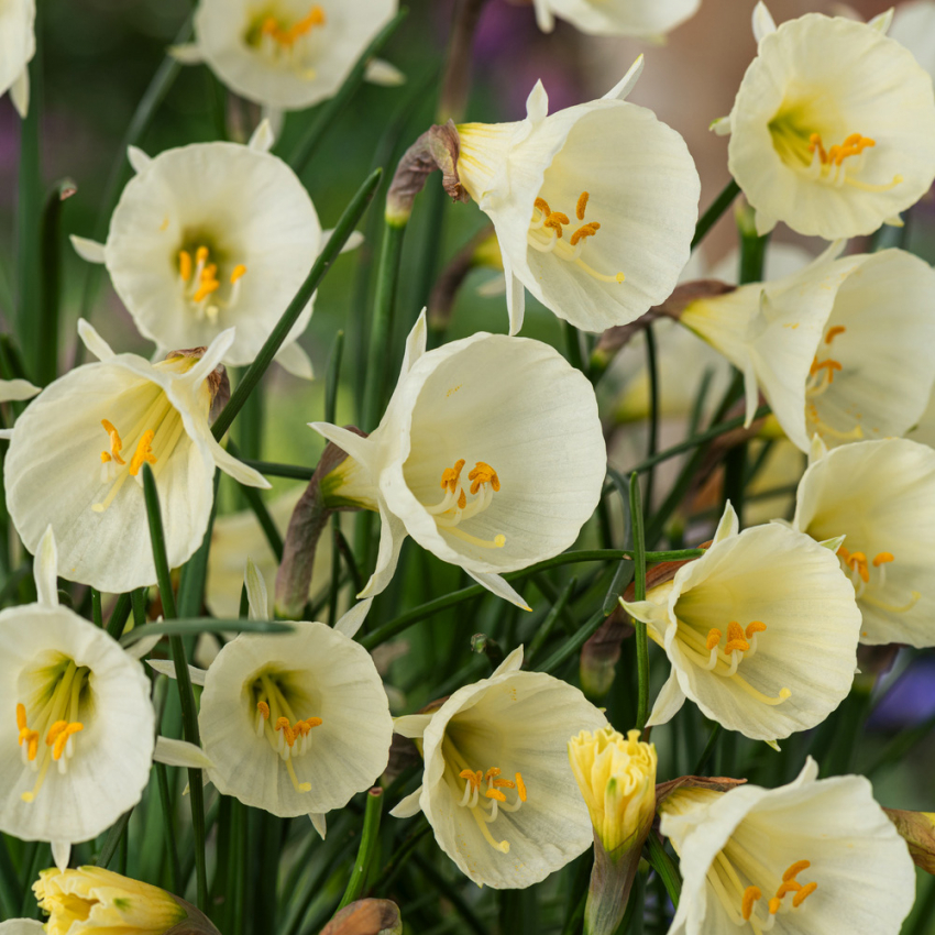 Basunnarsiss 'White Petticoat' 5 stk, Søt, lavtvoksende narsiss med traktformede, hvite blomster som minner om elegante underkjoler.