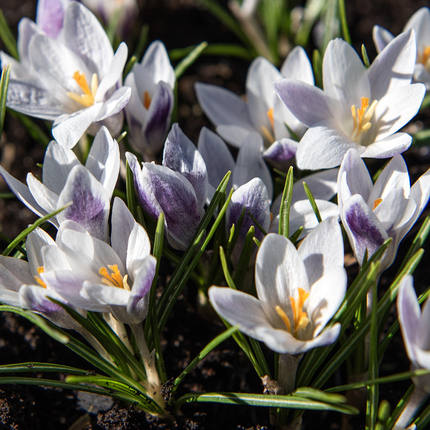 Blå begerkrokus 'Prins Claus' 15 stk.