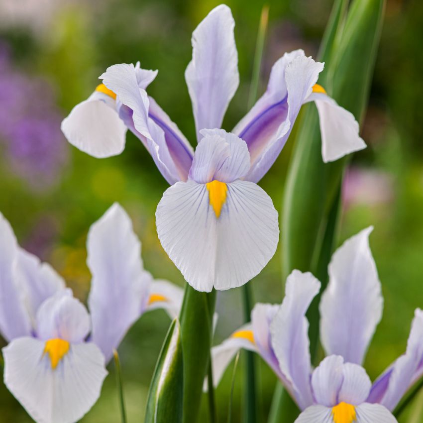 Hollandiris 'Carmen' 25 stk.