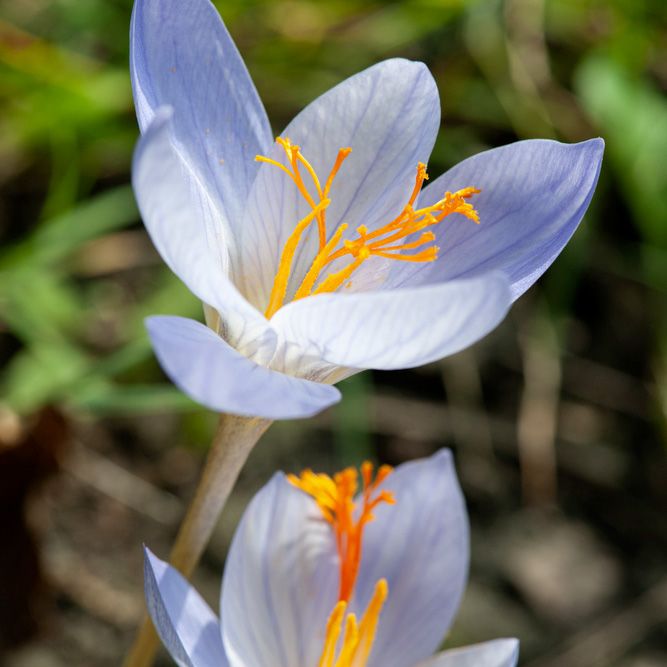 Høstkrokus 10 stk.