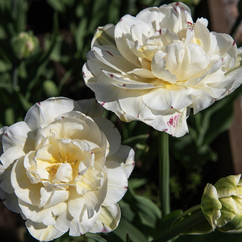 Tulipan 'Danceline' 5 stk.