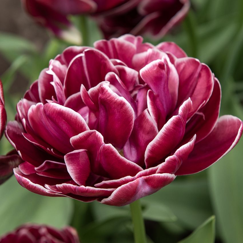 Tulipan 'Dream Touch' 5 stk. i gruppen Løk og knoller / Vårblomstrende løker og knoller / Eksklusive tulipaner hos Impecta Fröhandel (466220)