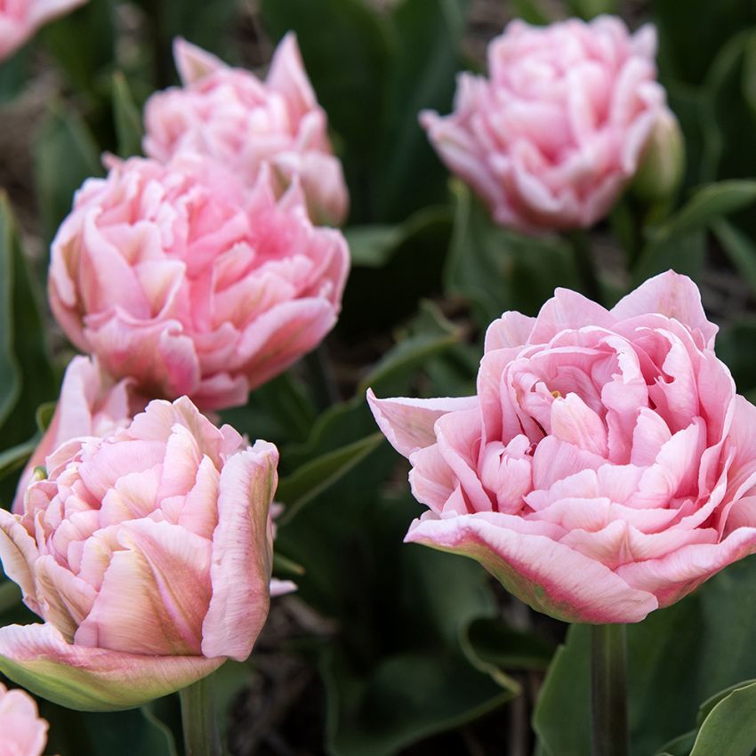 Tulipan 'Dreamer' 5 stk. i gruppen Løk og knoller / Vårblomstrende løker og knoller / Eksklusive tulipaner hos Impecta Fröhandel (466225)