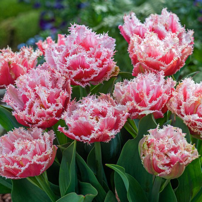 Tulipan 'Queensland' 5 stk. i gruppen Løk og knoller / Vårblomstrende løker og knoller / Eksklusive tulipaner hos Impecta Fröhandel (466280)