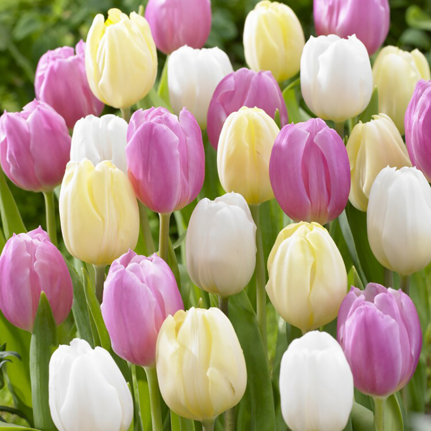 Tulipan 'Sorbet Mix' 15 stk, Svært slående når de plantes i klynger i blomsterbedet, men passer også utmerket til dyrking i potte på terrasse og balkong.