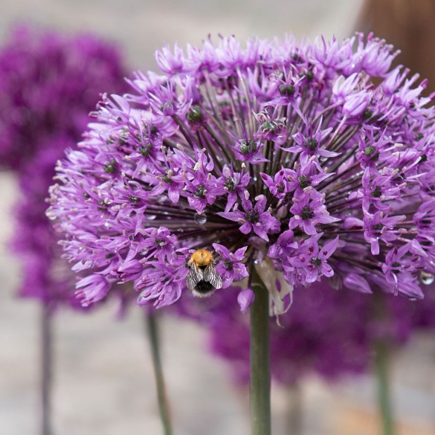 Prydløk 'Purple Sensation' 15 stk.