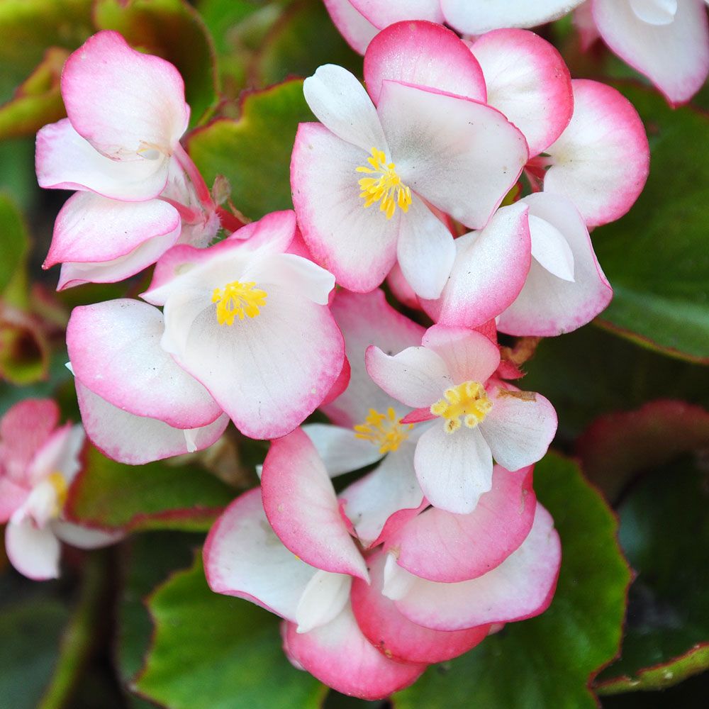 Sommerbegonia F1 'Super Olympia Bicolor'