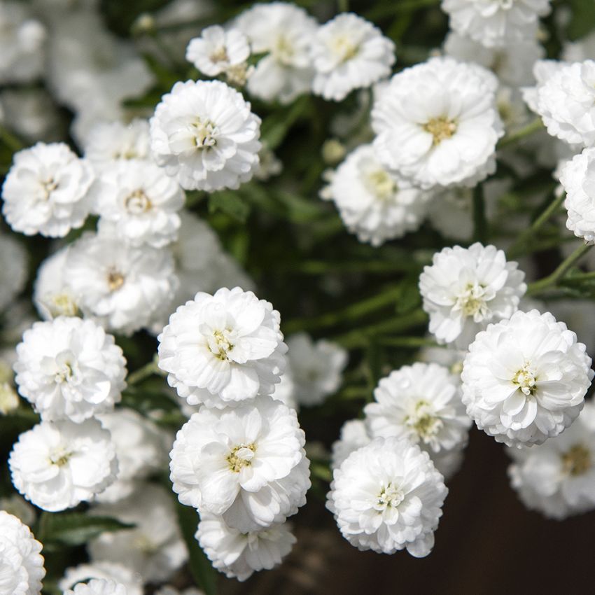 Nyseryllik 'Marshmallow'