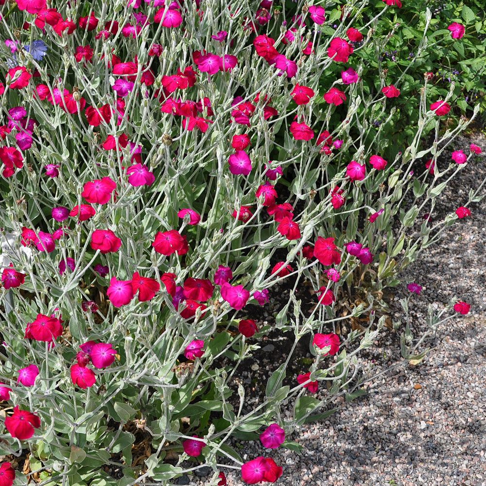 Fløyelsblad 'Atrosanguinea'