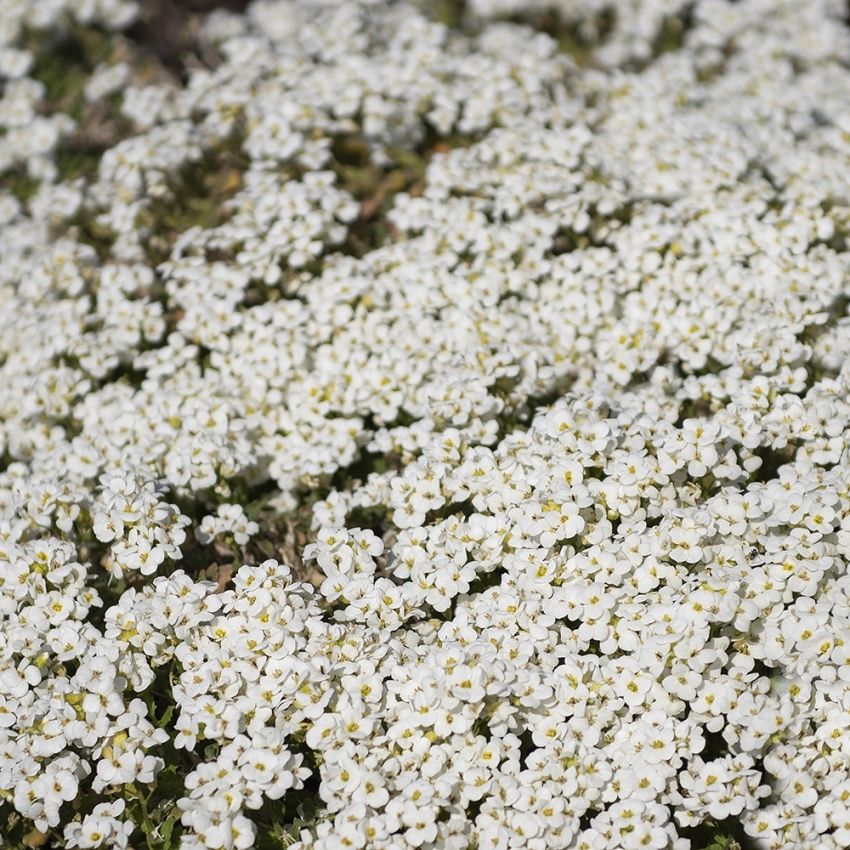 Hageskrinneblom 'Little Treasure White'