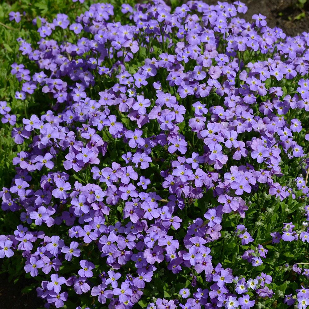 Hageblåpute 'Cascade Blue'