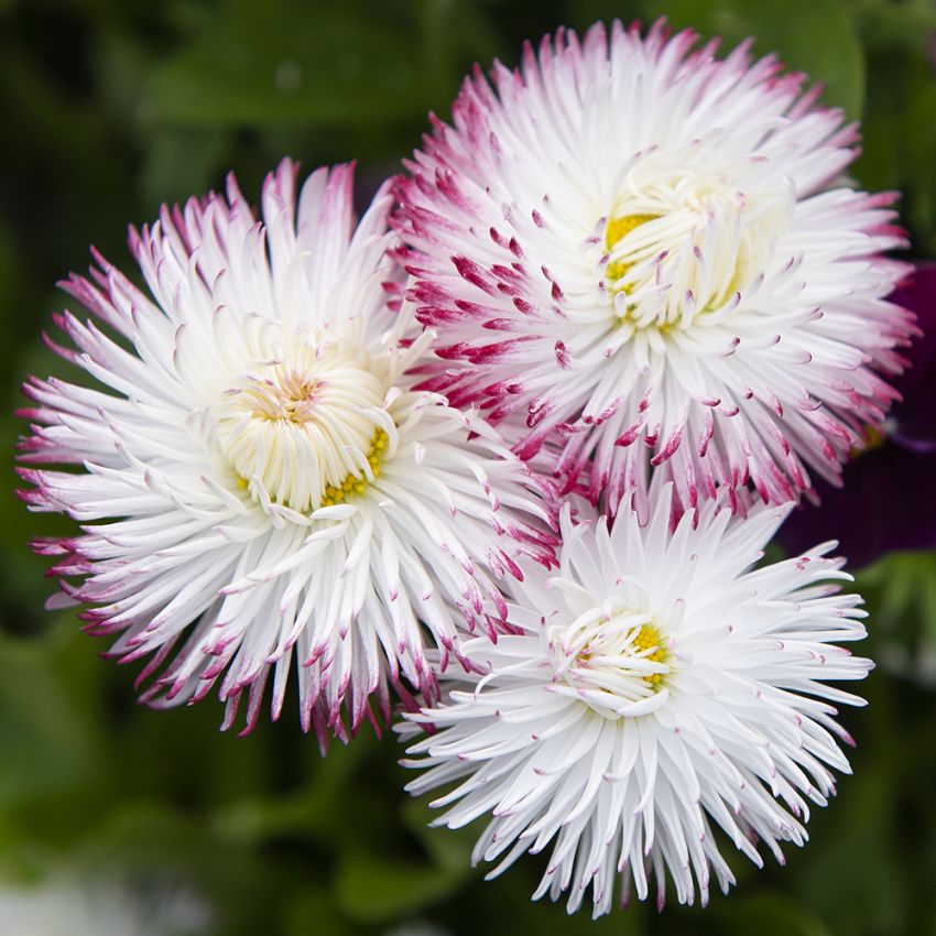 Tusenfryd 'Habanera White with Red Tips'