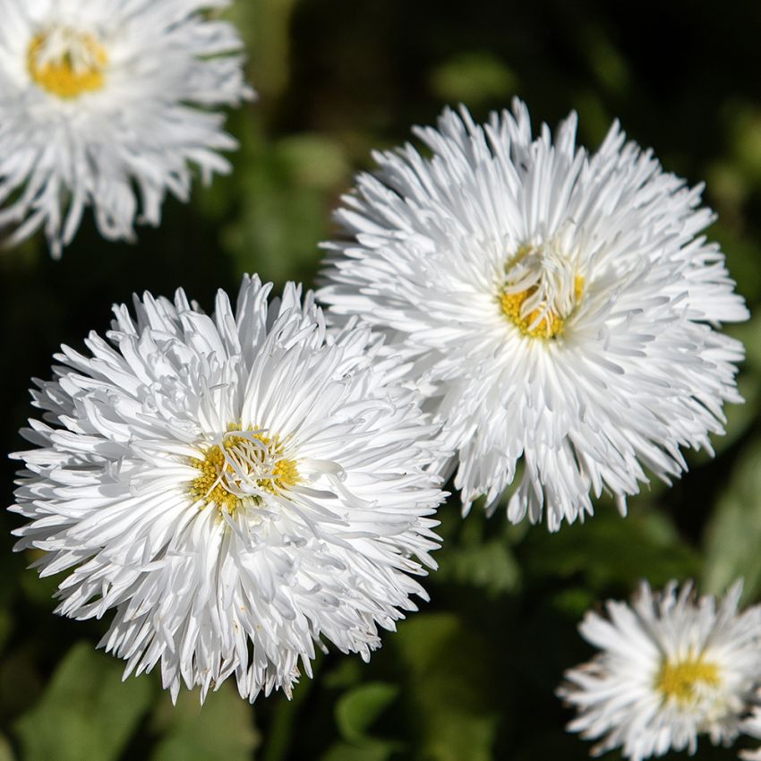 Tusenfryd 'Habanera White'