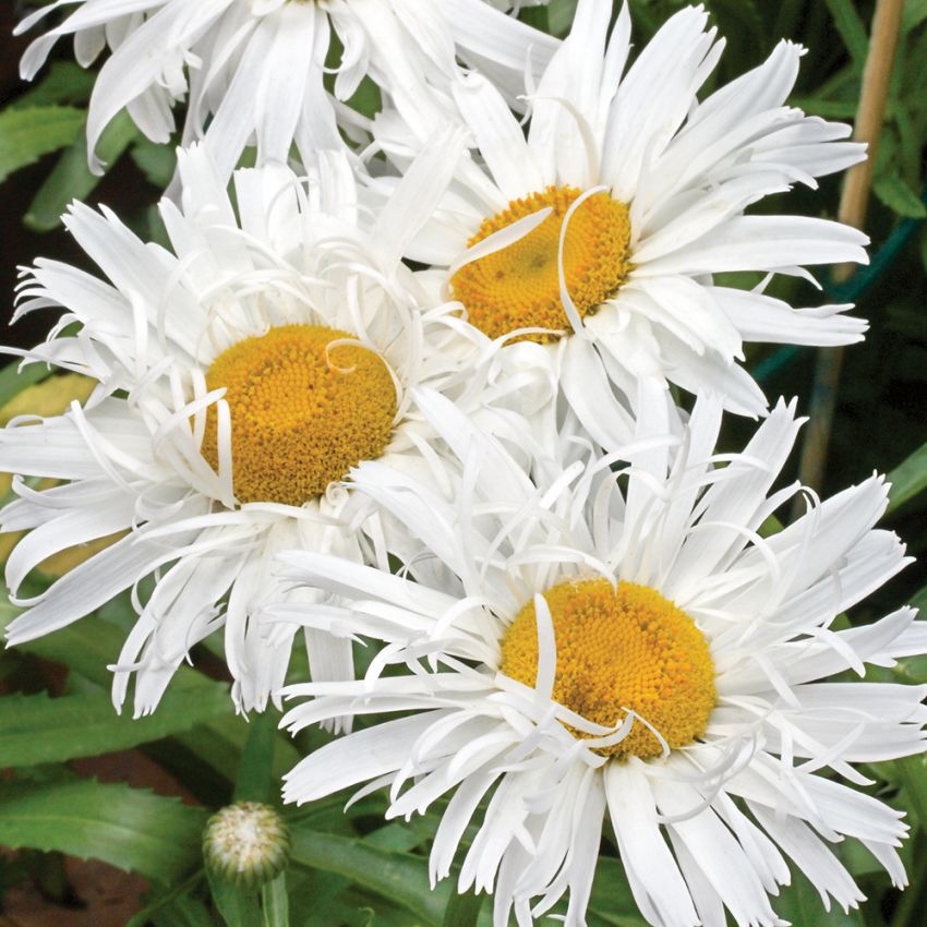 Kjempekrage 'Crazy Daisy'