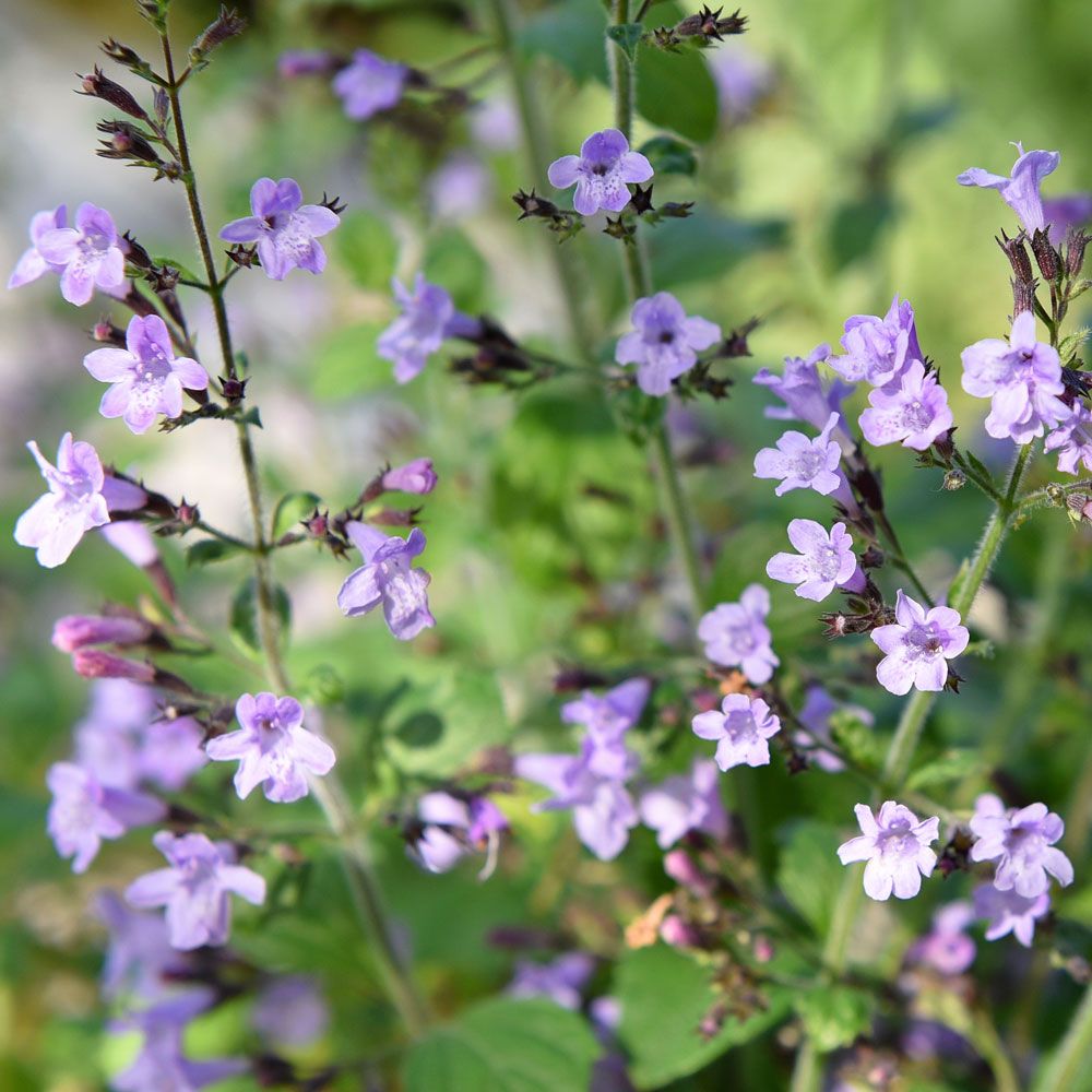 Legekalamint 'Marvelette Blue'