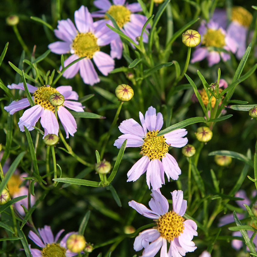 Coreopsis