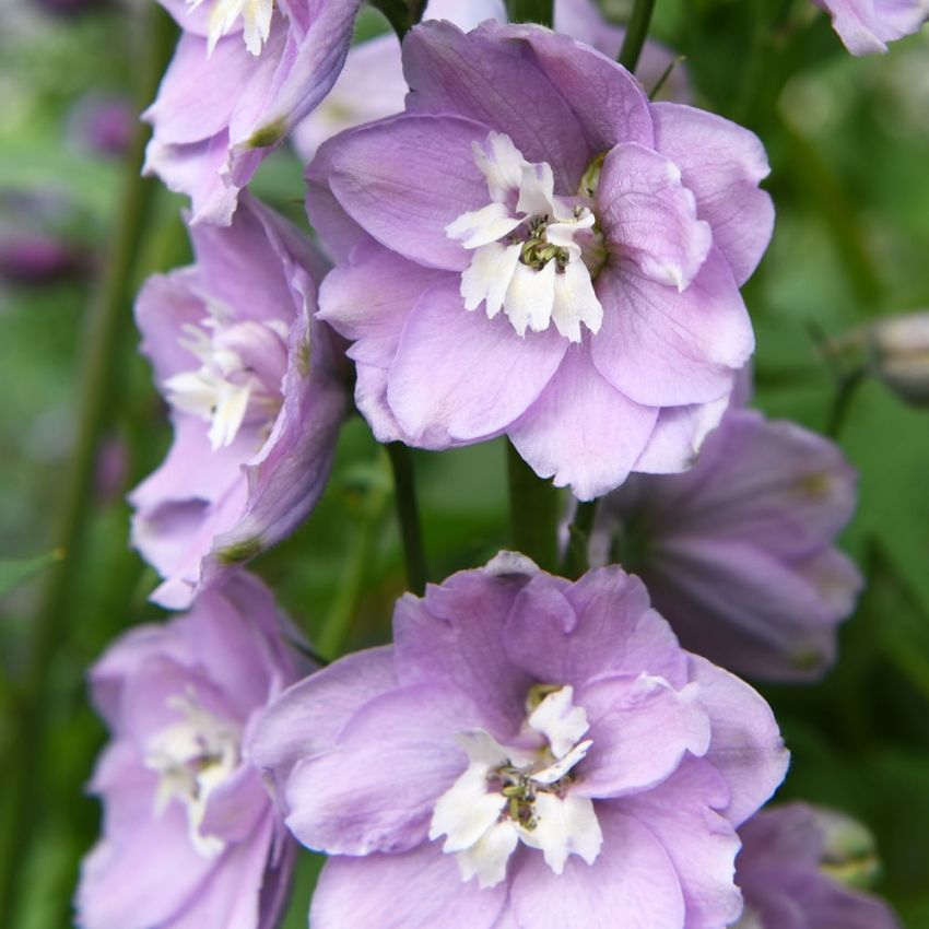 Hageridderspore 'Magic Fountains Cherry White Bee'