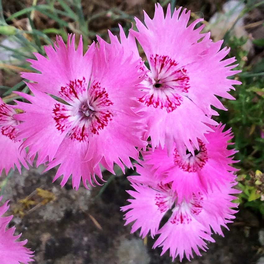 Pinsenellik 'Grandiflorus'