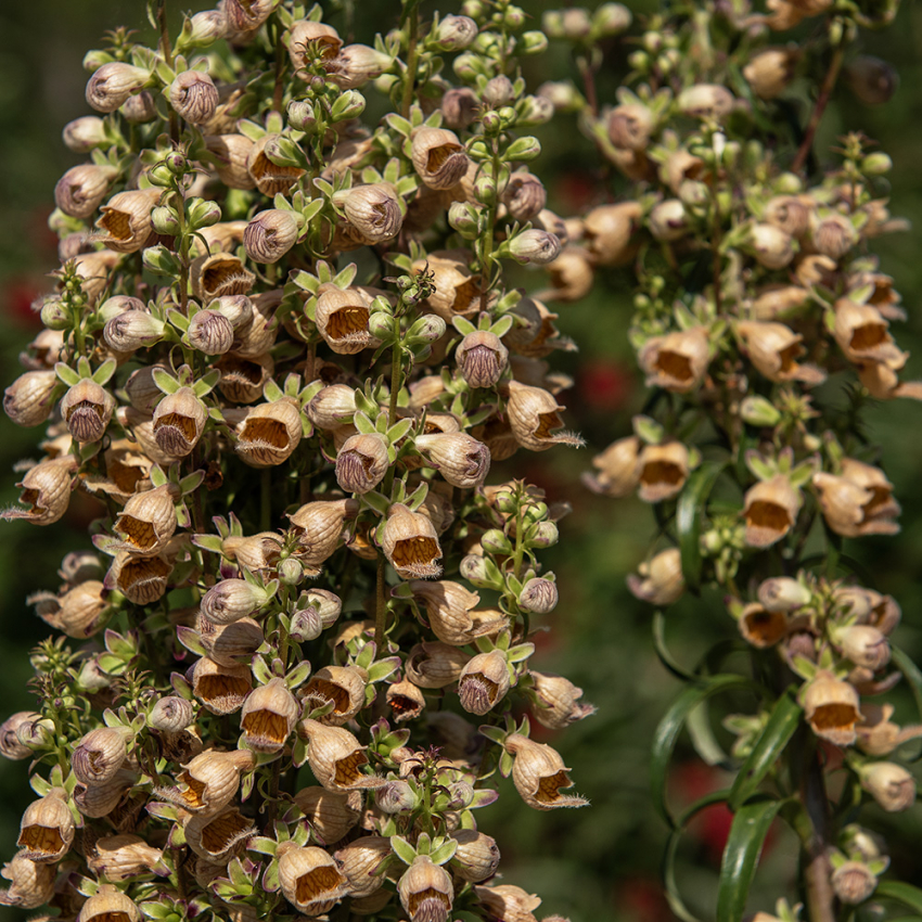 Rustrevebjelle 'Gigantea Gelber Herold'