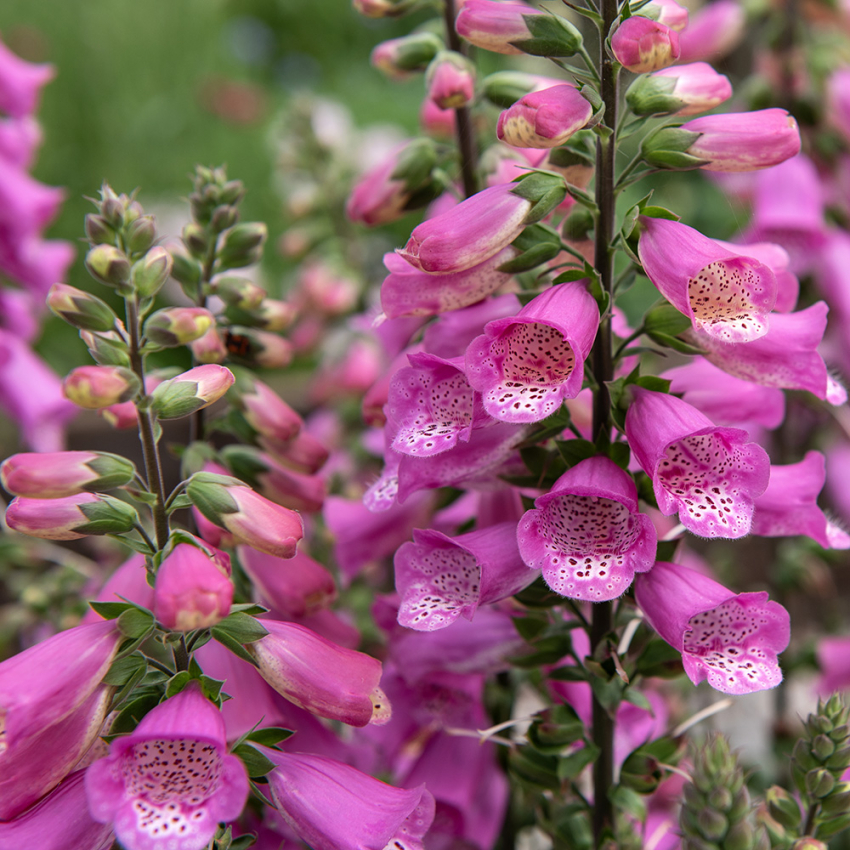 Revebjelle F1 'Bubbly Pink'