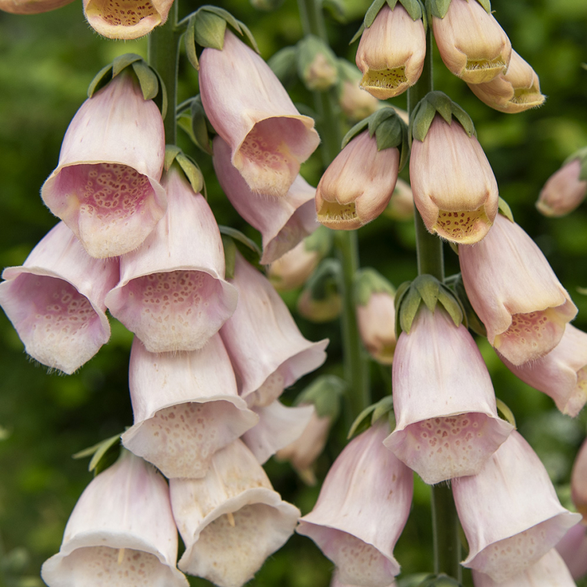 Revebjelle 'Apricot Delight'