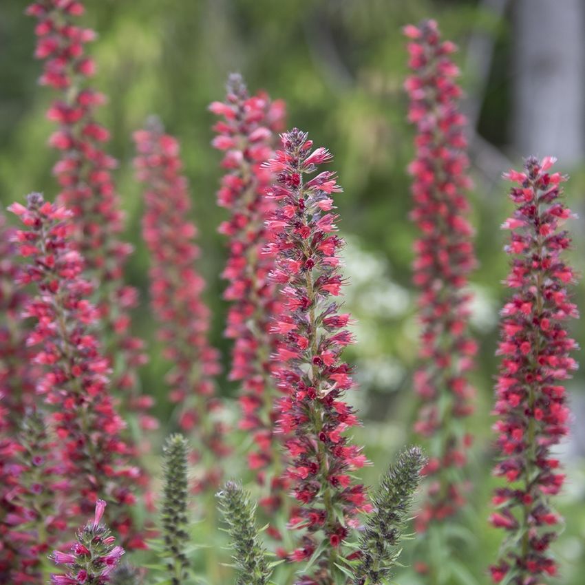 Pontechium maculatum 'Red Feathers'