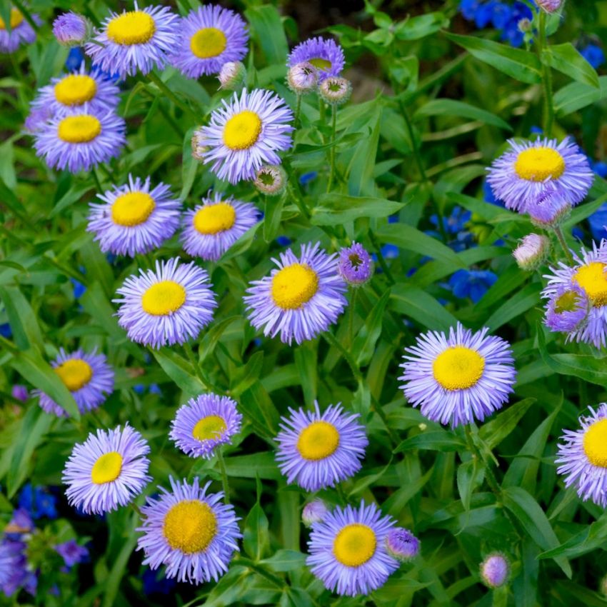 Prydbakkestjerne 'Blue Shades'