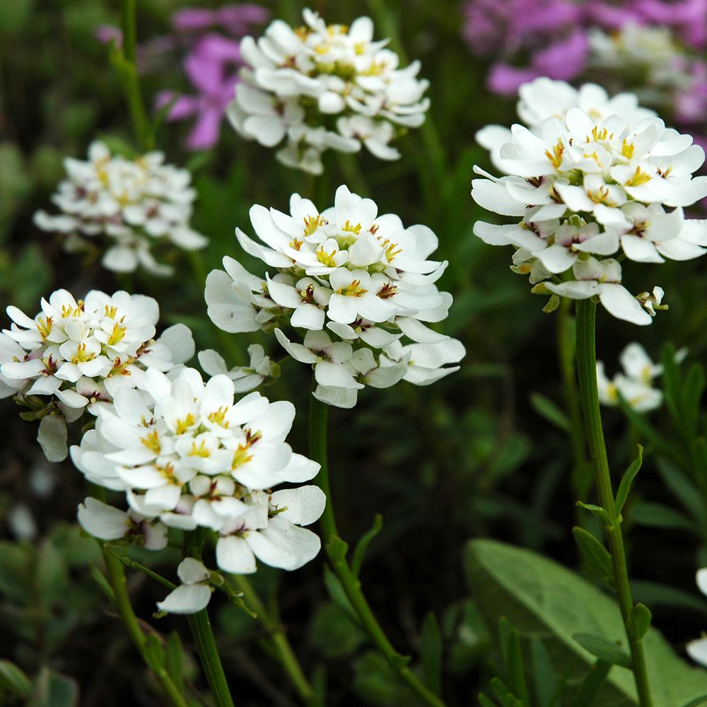 Snøsløyfe 'Snowflake'