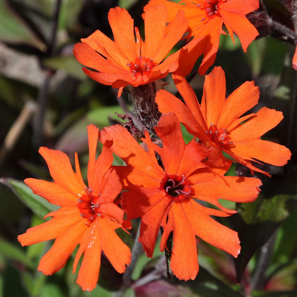 Stjernetjæreblomst 'Vesuvius'