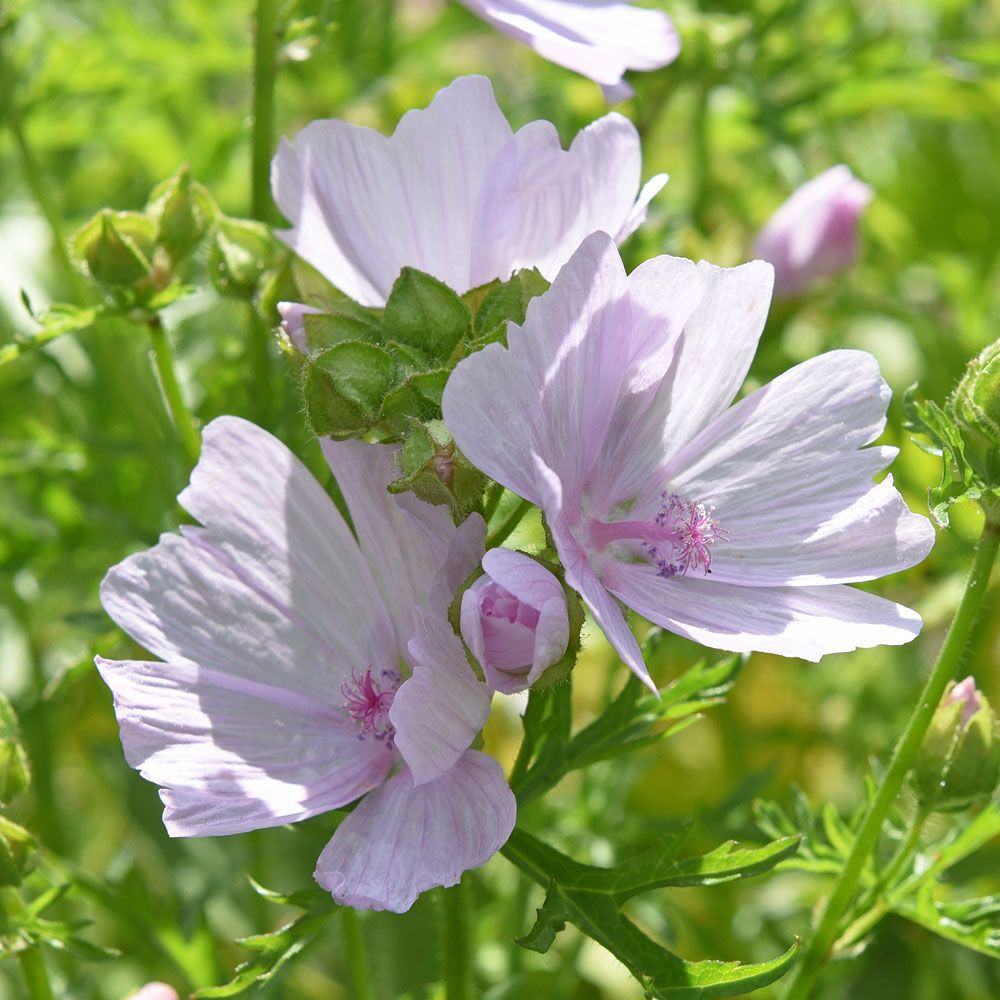 Moskuskattost 'Appleblossom'