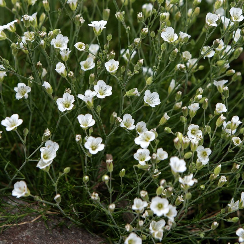 Lerkearve laricifolia