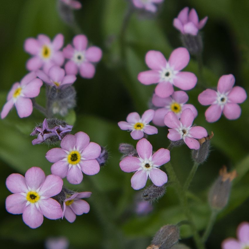 Skogforglemmegei 'Bellamy Pink'