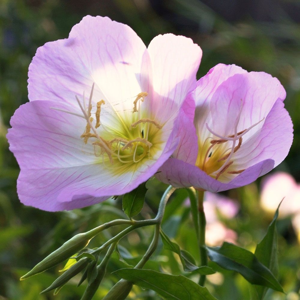 Sølvnattlys 'Pink Petticoats'