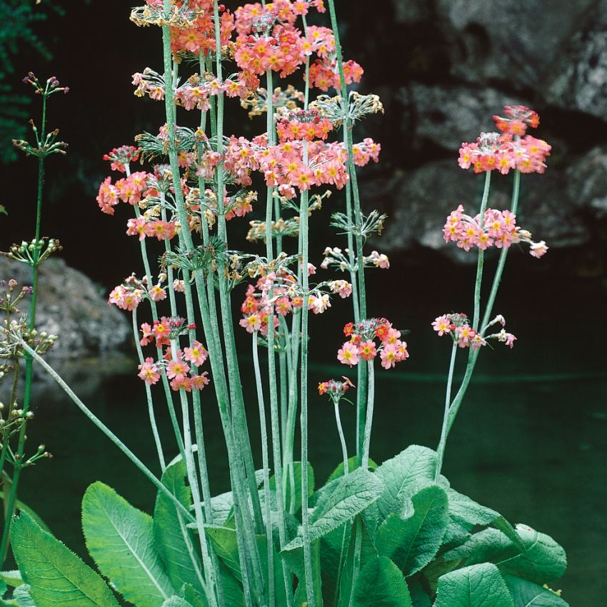 Etasjeprimula