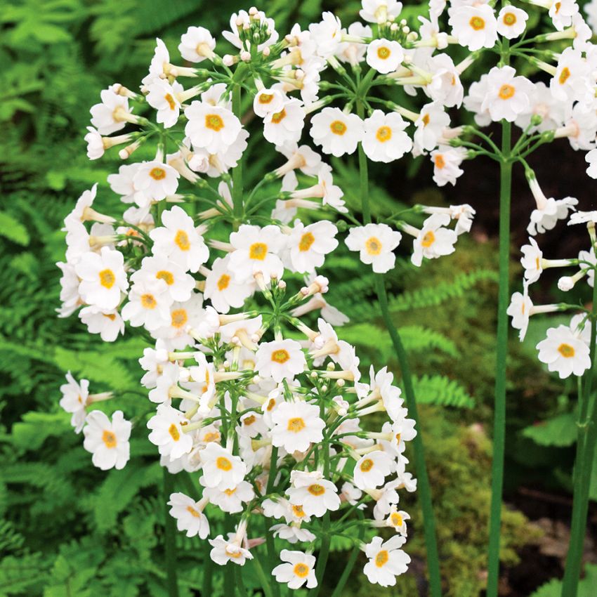 Japannøkleblom 'Postford's White'