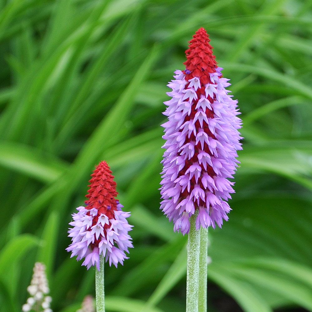 Orkidenøkleblom 'Orchid Primrose'