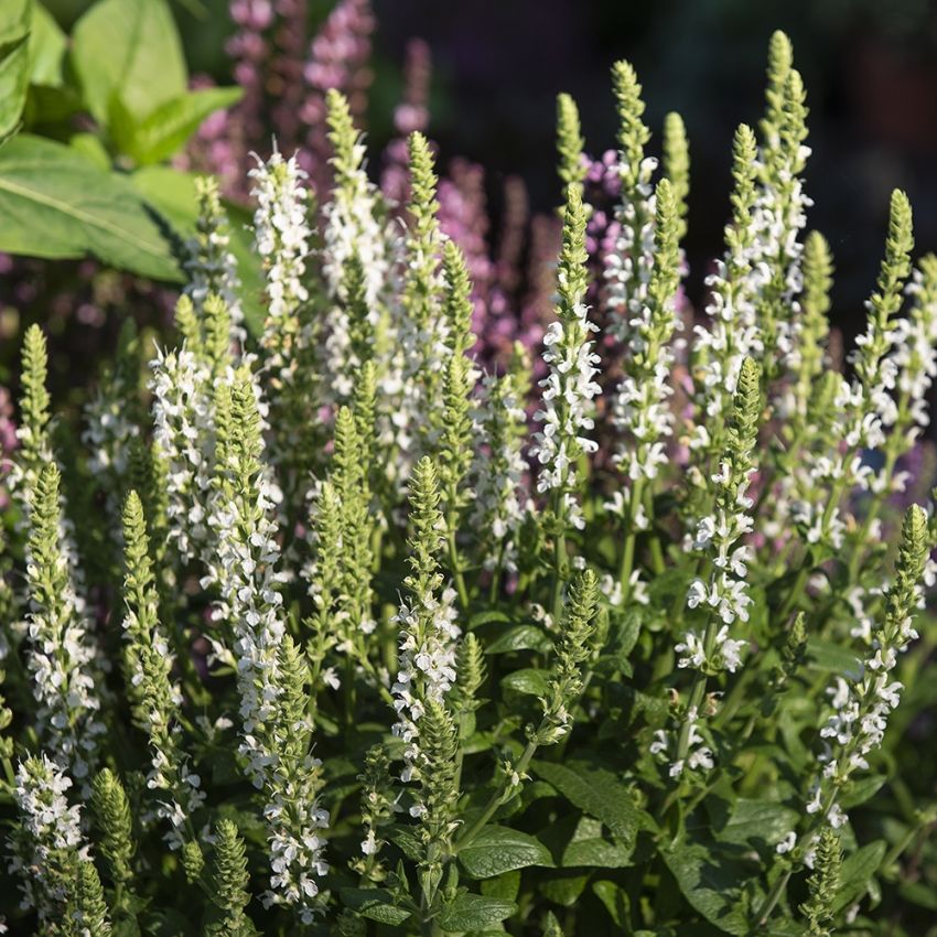 Steppesalvie 'Merleau White'