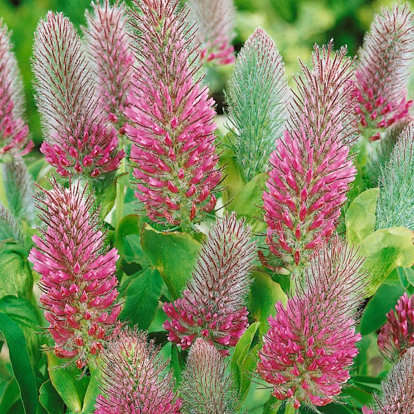 Purpurkløver 'Red Alps'