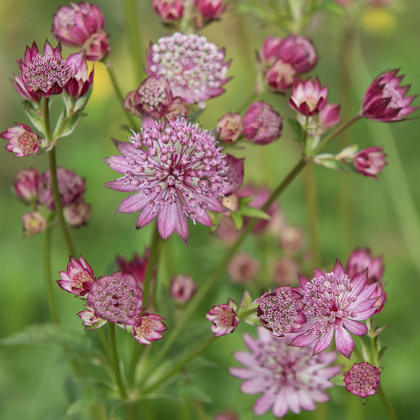 Stjerneskjerm 'Rose Symphony'