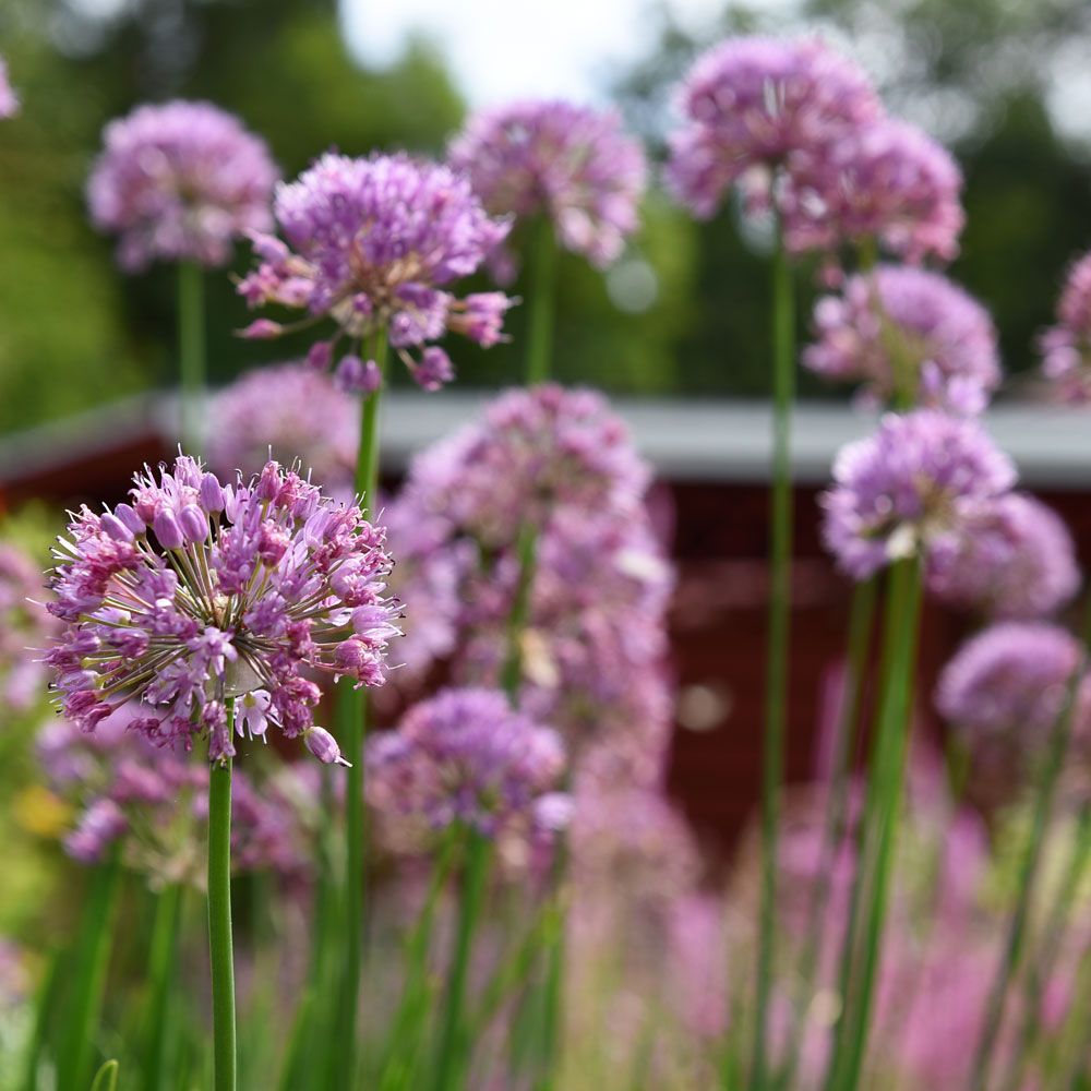 Allium F1 'Quattro'