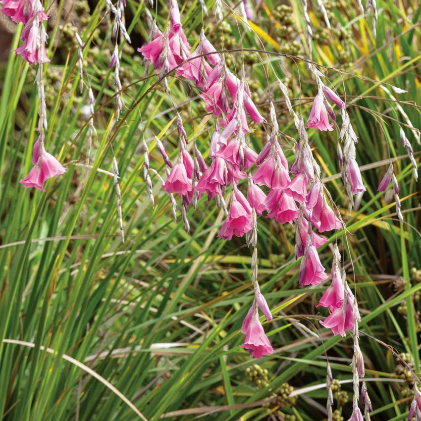 Dierama