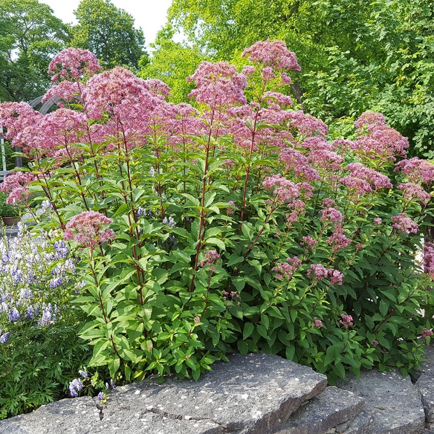 Hjortetrøst 'Atropurpureum'