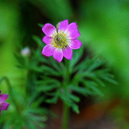 Sommersymre 'Annabella Rubra'