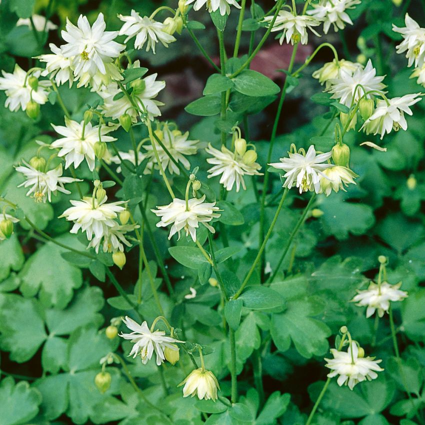 Klematisakeleie 'Green Apples'