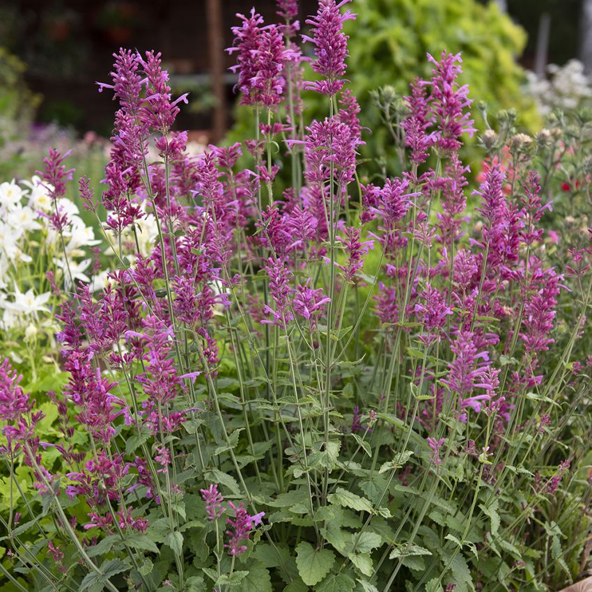 Lilla kolibrimynte 'Heather Queen'