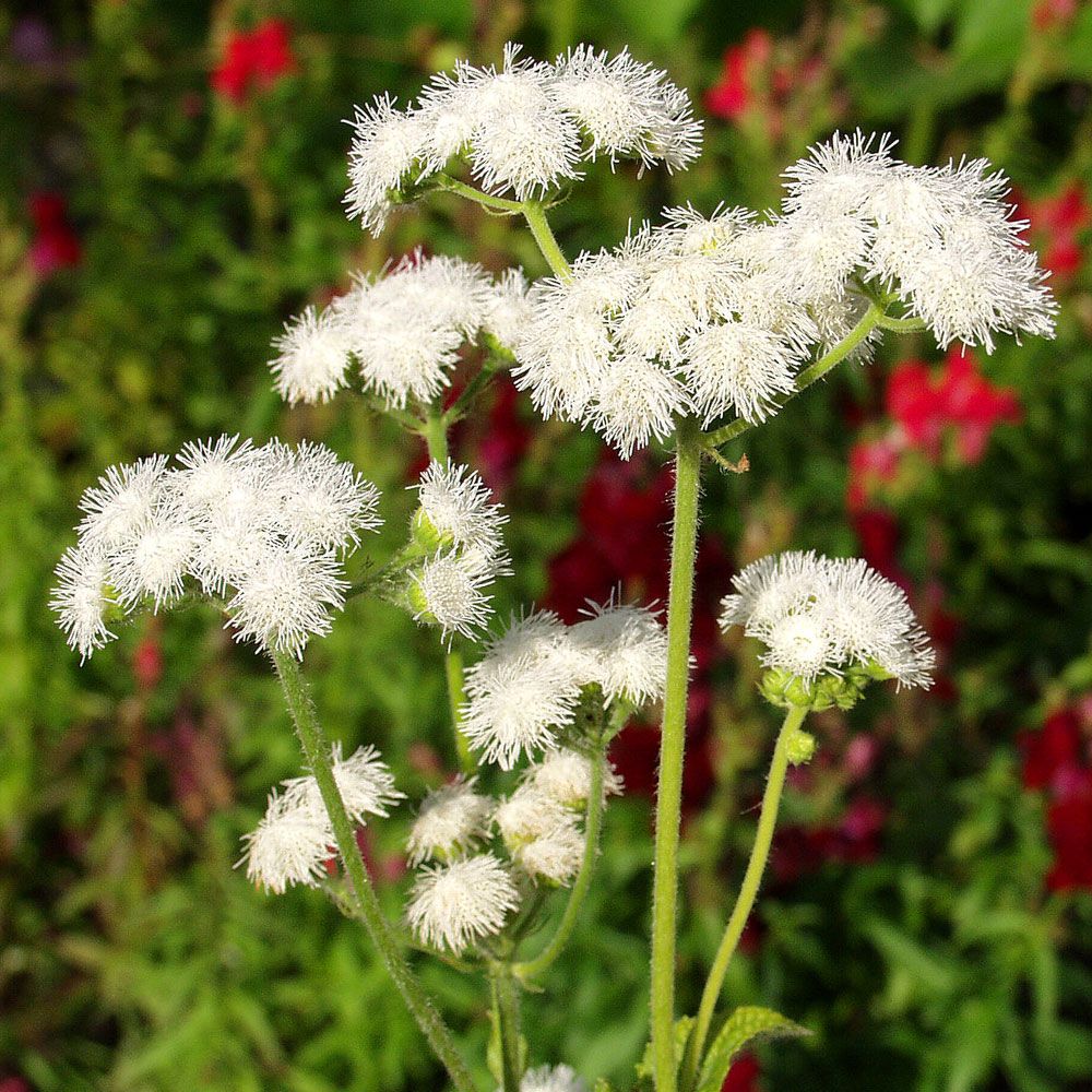 Blåkurv 'Dondo White'