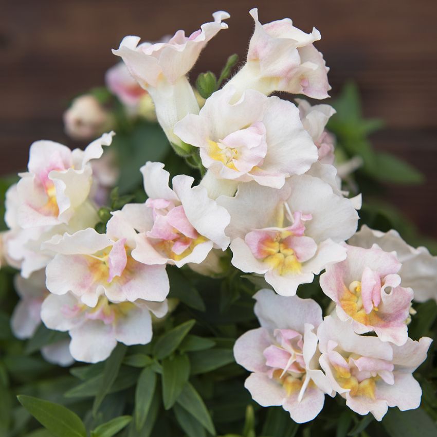 Prydløvemunn F1 'Twinny Appleblossom'